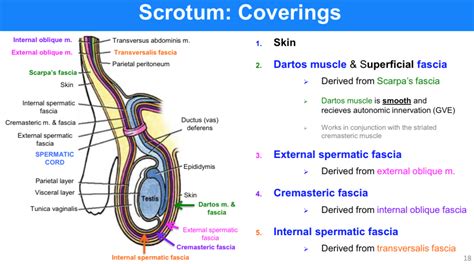 scrotal tightness|Scrotum: Anatomy & Function .